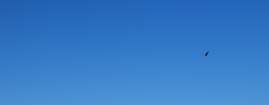 Urlaubsregion Höhbeck Elbe - Titelbild: Blauer Himmel ohne Wolken mit einem dahingleitenden Storch.