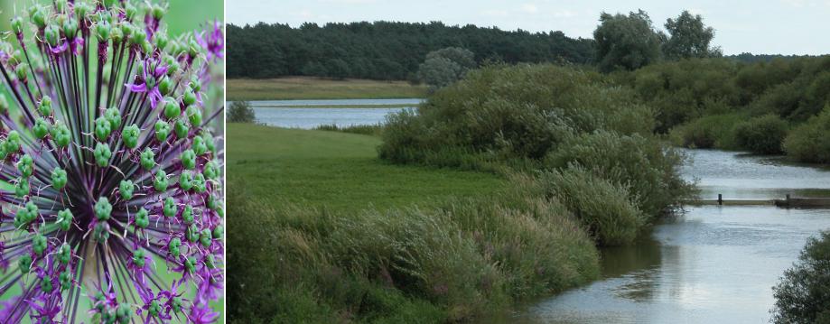 Urlaubsregion Höhbeck Elbe - Titelbild: Seege mit Staustufe. Stark mit Buschwerk bewachsene Uferböschung. Das linke Bild zeigt eine lila Blüte.